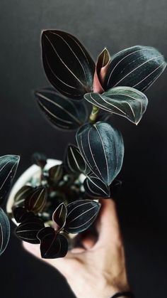 Houseplants Indoor Nature, Oxalis Triangularis, Goth Garden, Plant Goals, Gothic Garden, Plants Are Friends, Inside Plants, Houseplants Indoor, Plant Aesthetic