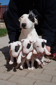 a person holding five puppies in their hands on the ground with one being held by another