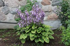 purple flowers are blooming in front of a stone wall and green leaves on the ground