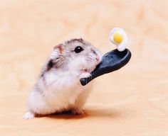 a small hamster playing with a toy mouse