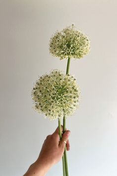 a hand holding two white flowers in front of a white background with the stems still attached