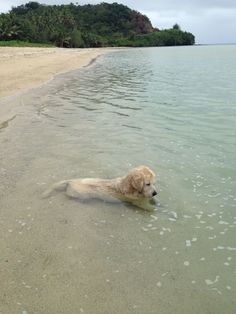 a dog is swimming in the water at the edge of the beach with an island in the background