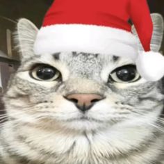 a cat wearing a santa hat looking at the camera