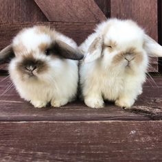 two small white and brown rabbits sitting next to each other