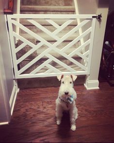 a small white dog standing in front of a set of stairs