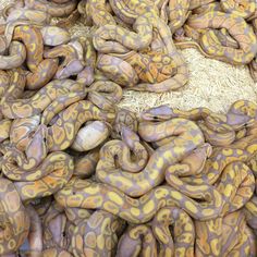 a pile of yellow and purple snakes laying on top of each other