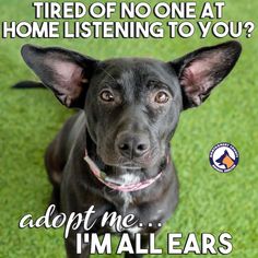 a black dog sitting on top of a green grass covered field with the caption, adopt me i'm all ears