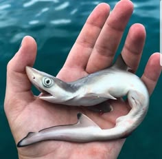 a hand holding a small fish in it's palm next to the ocean water