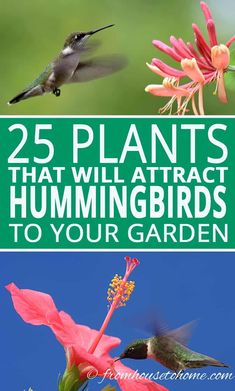 Hummingbird Plants: 25+ Of The Best Flowers That Attract Hummingbirds Hummingbird Plants, Attract Hummingbirds, Best Flowers, Garden Vines, Hummingbird Flowers, Hummingbird Garden, Annual Flowers, How To Attract Hummingbirds, Shade Plants