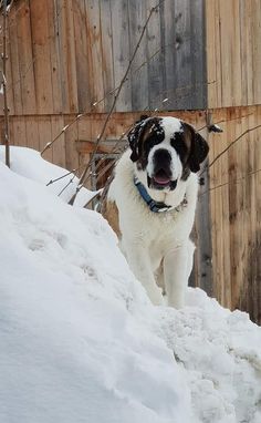 a black and white dog standing on top of snow covered ground next to a wooden fence