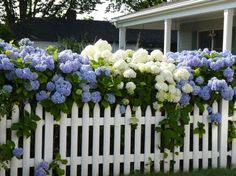 a white picket fence with blue and white flowers growing on it in front of a house