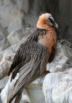 a large bird sitting on top of a rock