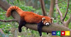 a red panda sleeping on top of a tree branch