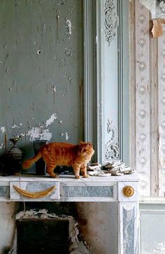 an orange cat standing on top of a white table in a room with peeling paint