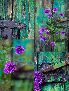 purple flowers are growing out of an old rusty door with peeling paint on the outside