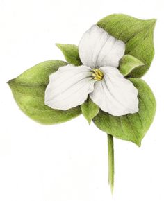 Trillium Drawing, Trillium Plant, White Trillium, Woodland Flowers, Botanical Illustrations, Books Art, Draw Art, Rare Flowers, Wild Plants