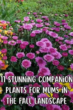 pink and yellow flowers with the words it's stunning companion plants for mums in the fall landscape