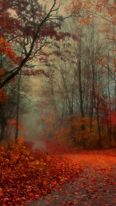 an autumn scene with red leaves on the ground and fog in the air above it