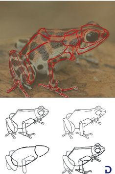 an image of a frog with red lines on it's body