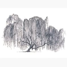 an ink drawing of a tree in front of some tall, thin trees with leaves on them