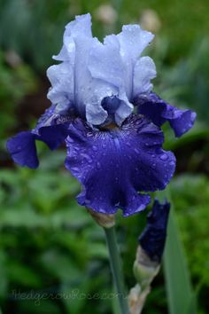 a blue flower with water droplets on it