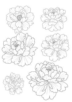 four different types of flowers with black and white outlines on the bottom, one large flower