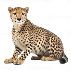 a cheetah sitting on the ground in front of a white background and looking at the camera