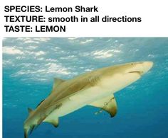 an image of a shark in the ocean with caption that reads species - lemon shark texture smooth in all directions taste lemon