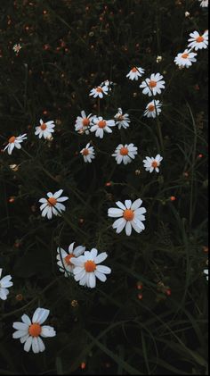 white and orange flowers in the grass