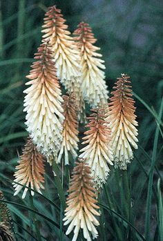 some white and brown flowers in the grass by itself with other plants behind them on either side