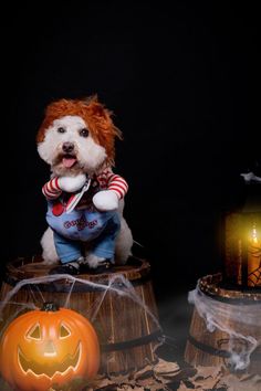 a dog dressed as a clown sitting on top of a barrel next to a pumpkin