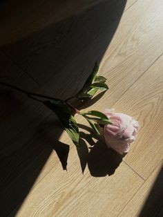 a single pink flower sitting on top of a hard wood floor next to a shadow