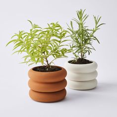 two potted plants sitting next to each other on a white surface with one plant in the middle