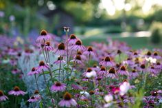 purple and white flowers are in the grass