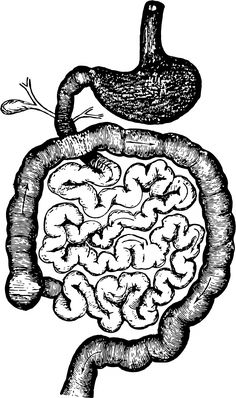 an image of a human body in the shape of a stomach and intestories