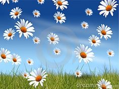 daisies in the grass with blue sky