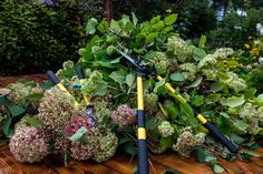 Here's Why Your Hydrangea Didn't Bloom When Do Hydrangeas Bloom, Hydrangea Plant Care, Pruning Hydrangeas, Pot Gardening, Cookies Chewy, Hydrangea Shrub