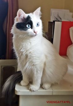 a black and white cat sitting on top of a sink