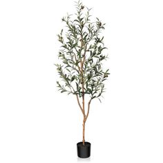 an olive tree in a black pot on a white background