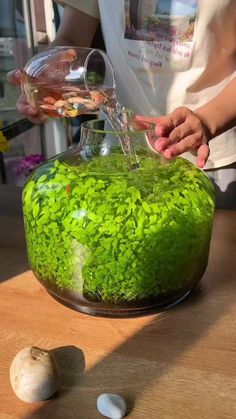 someone is pouring water into a bowl filled with green plants