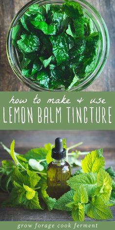 Lemon balm has many health benefits and one of the best ways to use it is in a tincture. Learn how to make this simple lemon balm tincture using fresh lemon balm from your garden! #lemonbalm #tincture Lemon Grass Tincture, Dandelion Tincture, Tinctures Recipes, Herbs Garden, Medicine Chest, Herbal Tinctures