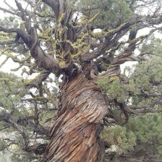 an old tree with many branches and moss growing on it