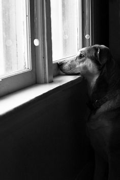 a dog is looking out the window at something outside