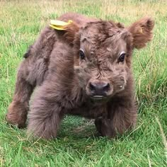 two baby cows standing next to each other on top of a grass covered field with a frisbee in its ear