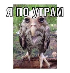 an owl is standing on a log with its mouth open and the words russian above it