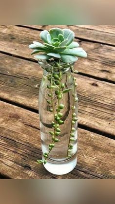 a glass vase with some plants in it