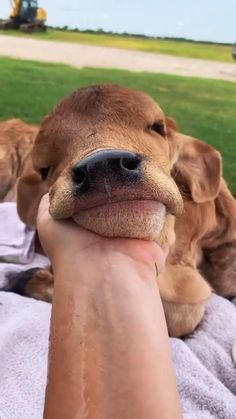 a person is petting a brown dog on the grass with its mouth open and it's tongue hanging out