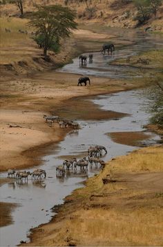 elephants and zebras are drinking water from the river