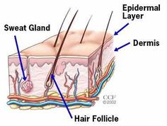 Hyperhidrosis is excessive sweating. It’s the result of overactive sweat glands. Treatments are available to help you manage this common condition. Stop Sweating, Sweaty Hands, Sweat Gland, Healthy Advice, Excessive Sweating, Hair Follicle, Skin Health, Home Remedies, Conditioner