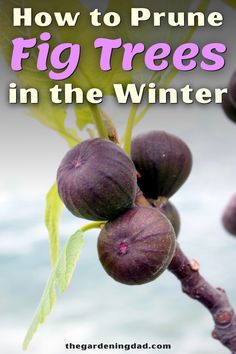 fig trees in the winter with text overlay that reads how to prune fig trees in the winter